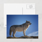 Gray Wolf Briefkaart (Voorkant / Achterkant)