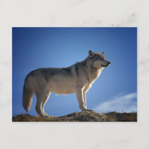 Gray Wolf Briefkaart