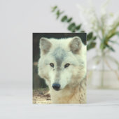 Gray Wolf Briefkaart (Staand voorkant)