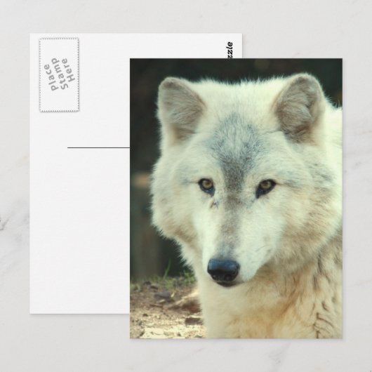 Gray Wolf Briefkaart (Voorkant / Achterkant)