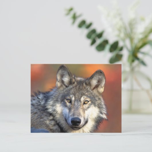 Gray Wolf Briefkaart (Staand voorkant)