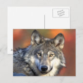 Gray Wolf Briefkaart (Voorkant / Achterkant)