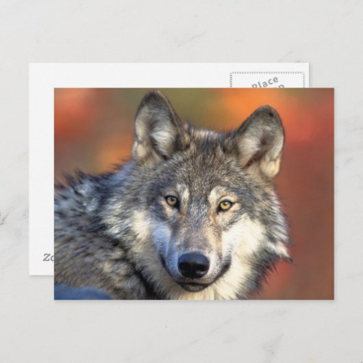 Gray Wolf Briefkaart (Voorkant / Achterkant)