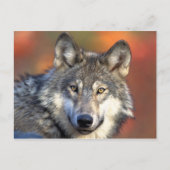 Gray Wolf Briefkaart (Voorkant)