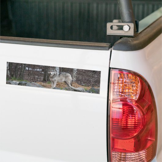 Gray Wolf Bumpersticker (Op Truck)