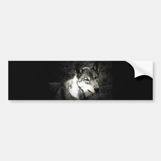 Gray Wolf Bumpersticker (Voorkant)