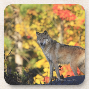 Gray Wolf Canis lupus.order: carnivorafamie Onderzetter