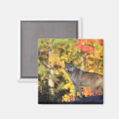 Gray Wolf Canis lupus.order: carnivorafil Magneet (Voorkant / Achterkant)
