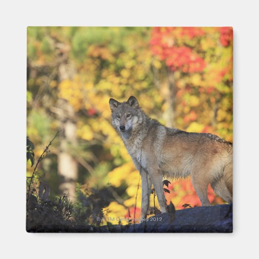 Gray Wolf Canis lupus.order: carnivorafil Magneet (Voorkant)