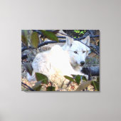 Gray Wolf Canvas (Voorkant)