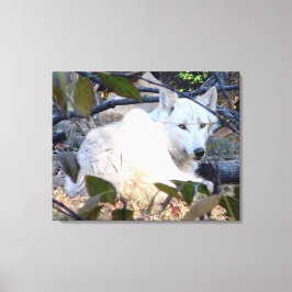 Gray Wolf Canvas
