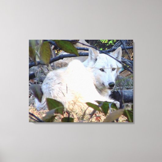 Gray Wolf Canvas (Voorkant)