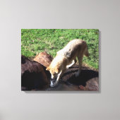 Gray Wolf Canvas Afdruk (Voorkant)