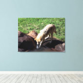 Gray Wolf Canvas Afdruk (Insitu (Houten vloer))