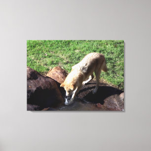 Gray Wolf Canvas Afdruk