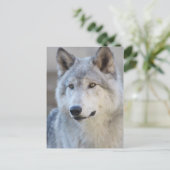 Gray Wolf Closeup Briefkaart (Staand voorkant)