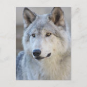Gray Wolf Closeup Briefkaart (Voorkant)