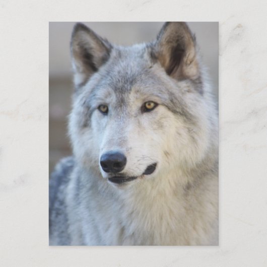 Gray Wolf Closeup Briefkaart (Voorkant)