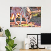 GRAY WOLF COLORFUL ENCOUNTER POSTER (Thuiskantoor)