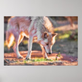 GRAY WOLF COLORFUL ENCOUNTER POSTER (Voorkant)