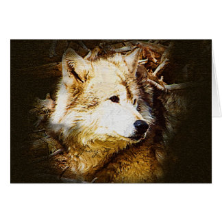 Gray Wolf die kijkt