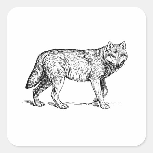 Gray Wolf Elegant Ink Tekening Vierkante Sticker (Voorkant)