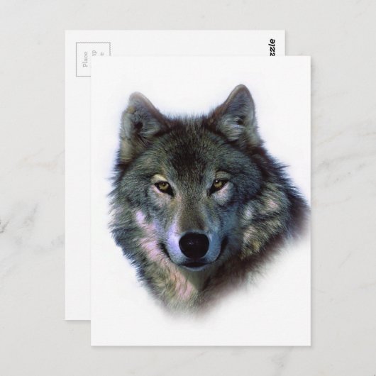 Gray Wolf Eyes Briefkaart (Voorkant / Achterkant)