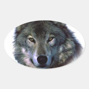 Gray Wolf Eyes Ovale Sticker