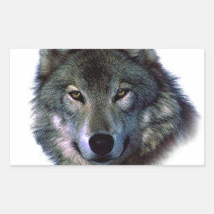 Gray Wolf Eyes Rechthoekige Sticker
