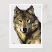Gray Wolf Feestdagenkaart (Voorkant)