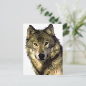 Gray Wolf Feestdagenkaart (Staand voorkant)
