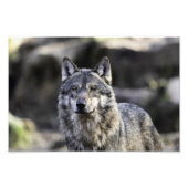 Gray Wolf Foto Afdruk (Voorkant)