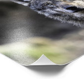 Gray Wolf Foto Afdruk (Hoek)