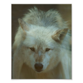 Gray Wolf Foto Afdruk