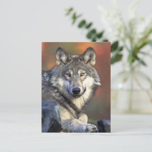 Gray Wolf Foto Briefkaart (Staand voorkant)