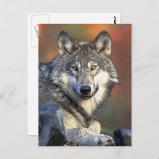 Gray Wolf Foto Briefkaart (Voorkant / Achterkant)