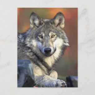 Gray Wolf Foto Briefkaart