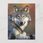 Gray Wolf Foto Briefkaart (Voorkant)