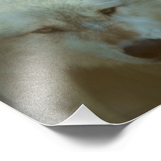 Gray Wolf Foto Foto Afdruk (Hoek)