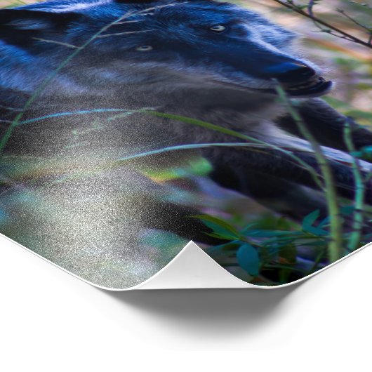 Gray Wolf Fotografie Print Foto Afdruk (Hoek)