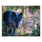 Gray Wolf Fotografie Print Foto Afdruk (Voorkant)