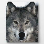 Gray Wolf Fotoplaat (Voorkant)