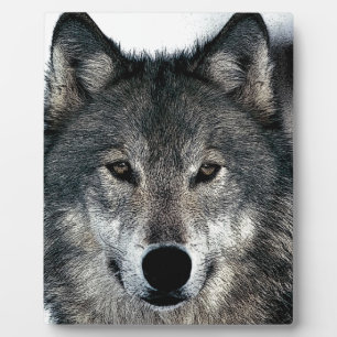 Gray Wolf Fotoplaat