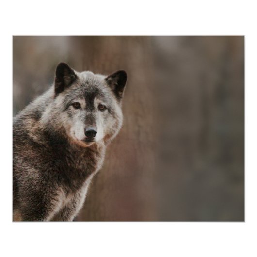 Gray Wolf Glossy Perfect Poster (Voorkant)