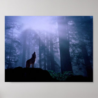 Gray Wolf Howling op zonsopgang Poster