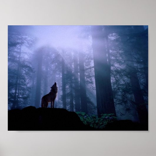 Gray Wolf Howling op zonsopgang Poster (Voorkant)