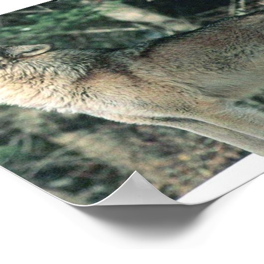 Gray Wolf howling Poster (Hoek)