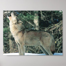 Gray Wolf howling Poster