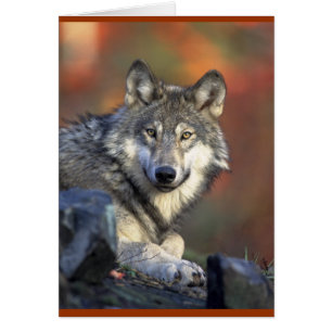 Gray Wolf Lovers