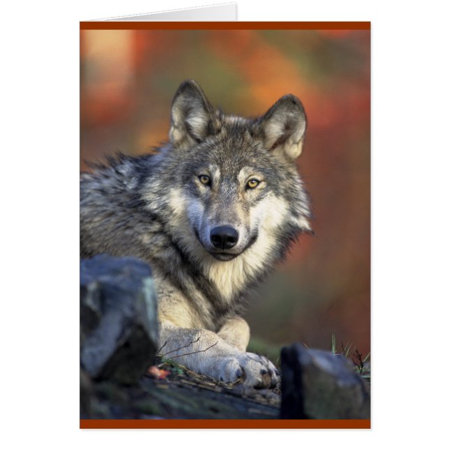 Gray Wolf Lovers (Voorkant)